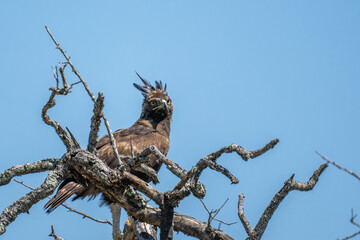Cresed Eagle surveying its domain