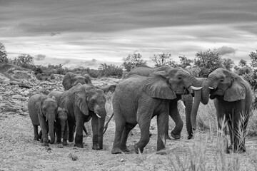 Fototapeta premium elephant family on the move