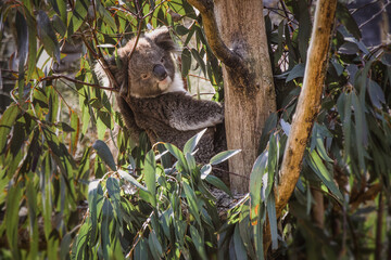 Koala bear in tree