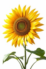 Fototapeta premium Bright yellow sunflower