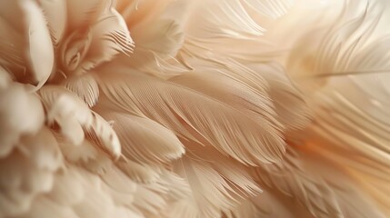 A stunning close-up photograph highlighting the intricate patterns and soft, downy texture of beige feathers,