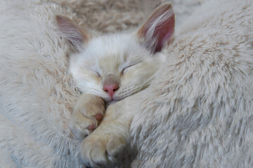 Cute cat sleeping in fluff