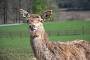 Deer in a deerpark