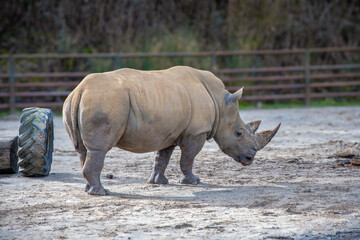 White rhino