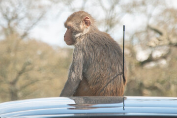 Monkey on a car roof at a safari park