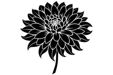 chrysanthemum flower vector illustration