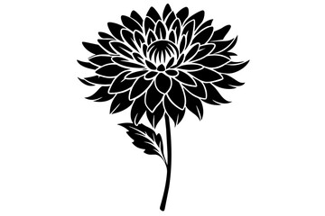 chrysanthemum flower vector illustration