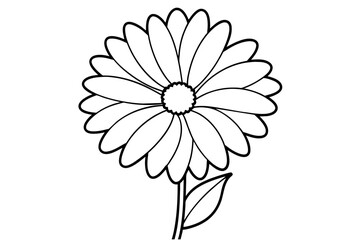 gerbera flower vector illustration