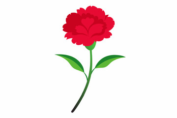 carnation flower vector illustration