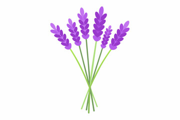 lavender flower vector illustration