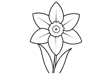 daffodil flower vector illustration