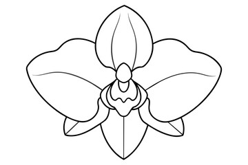 orchid flower vector illustration