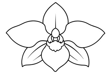 orchid flower vector illustration