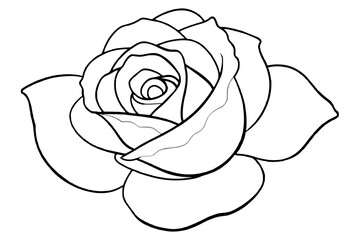 rose vector illustration