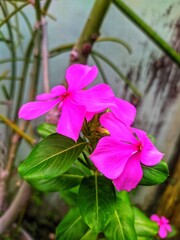 Tapak dara is an annual shrub originating from Madagascar, but has spread to various other tropical areas.