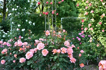 ローズガーデン