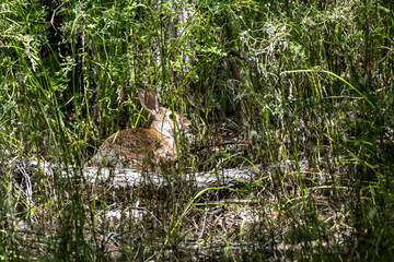 Rabbit hidden in the grass field