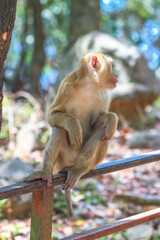 Northern pig-tailed macaque, Phuket Island, Thailand - Macaca leonina