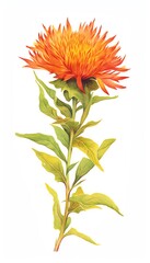 Safflower