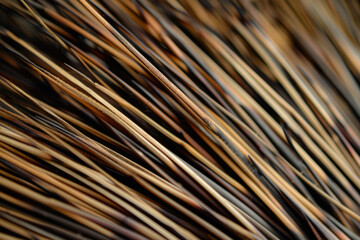 Obraz premium Background Porcupine Quill Closeup On Fur Created Using Artificial Intelligence
