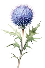 Thistle