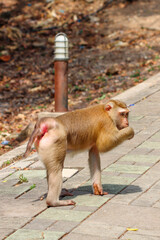 Northern pig-tailed macaque, Phuket Island, Thailand - Macaca leonina