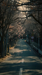 Road side cherry blossoms tree.(Sakura tree)