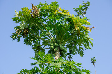 Green papaya fruit