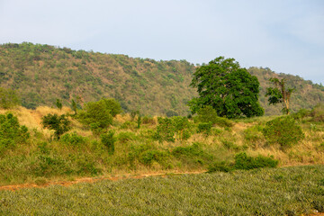Big tree on the hill