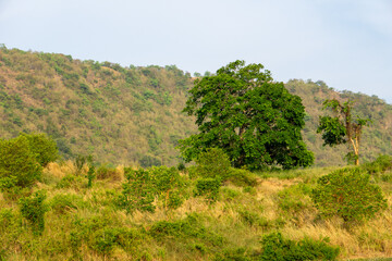 Big tree on the hill