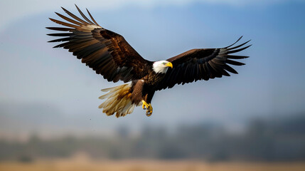 Obraz premium bald eagle in flight sharp and heavy bird on the sky sky king bird 