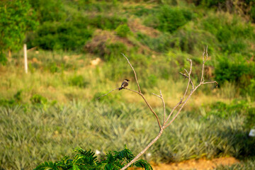 Bulbul perched on a branch