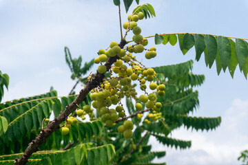 The gooseberry tree is full of light green fruit.