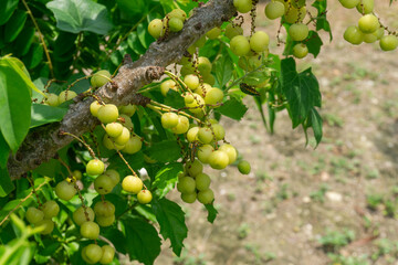 The gooseberry tree is full of light green fruit.