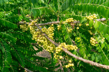 The gooseberry tree is full of light green fruit.