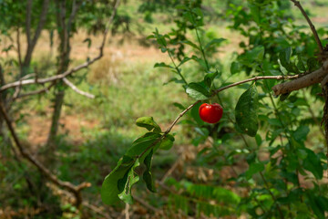 Red cherry fruit