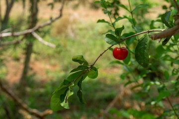 Red cherry fruit