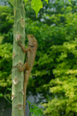 A light brown chameleon sits on a papaya tree.