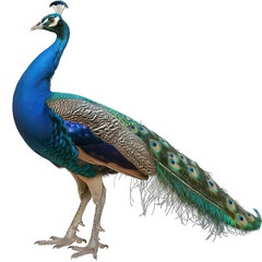 Obraz premium side view of peacock transparent isolated on white png