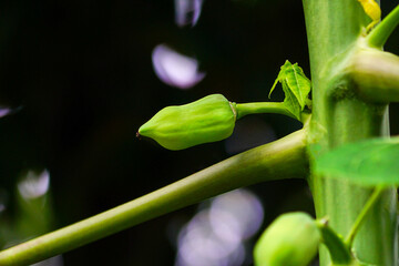 Closeup of a small papaya