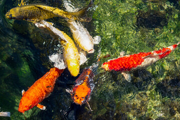 Koi fish float in an artificial pond, view from above