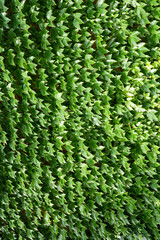 green ivy background
