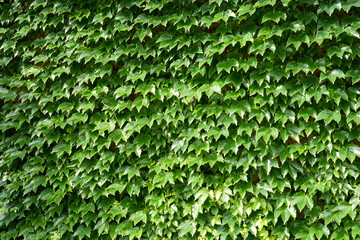 green ivy wall