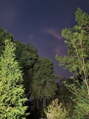 Obraz premium trees in the forest