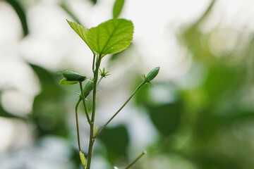 White shoeblackplant buds growing up on it's tree (Hibiscus buds)