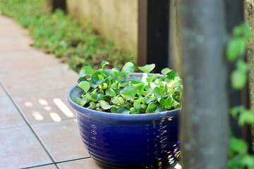 睡蓮鉢が並ぶ涼しげな中庭　日本の夏の景色　納涼　夏の風物詩　和風と洋風がブレンドされた庭