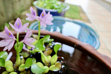 睡蓮鉢が並ぶ涼しげな中庭　日本の夏の景色　納涼　夏の風物詩　和風と洋風がブレンドされた庭