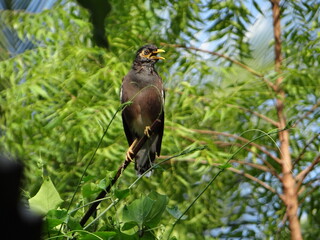Indian Myna Perched on a Branch, characterized by its striking brown plumage, distinctive yellow eye patches, and bright yellow legs, is gracefully perched. amazing stock photo.