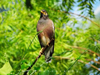 Indian Myna Perched on a Branch, characterized by its striking brown plumage, distinctive yellow eye patches, and bright yellow legs, is gracefully perched. amazing stock photo.