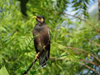 Indian Myna Perched on a Branch, characterized by its striking brown plumage, distinctive yellow eye patches, and bright yellow legs, is gracefully perched. amazing stock photo.